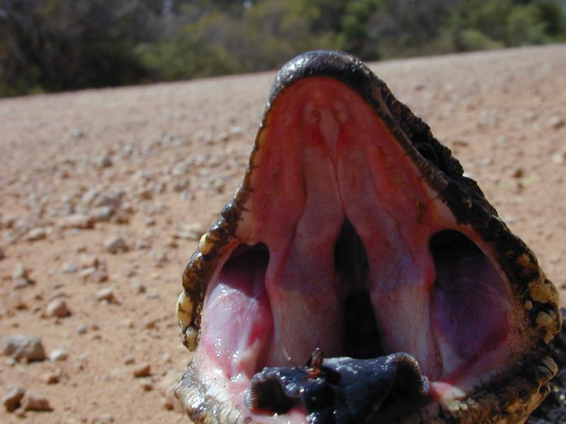 Shingleback__Tiliqua_rugosa__020.jpg