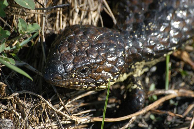 Shingleback__Tiliqua_rugosa__021.jpg