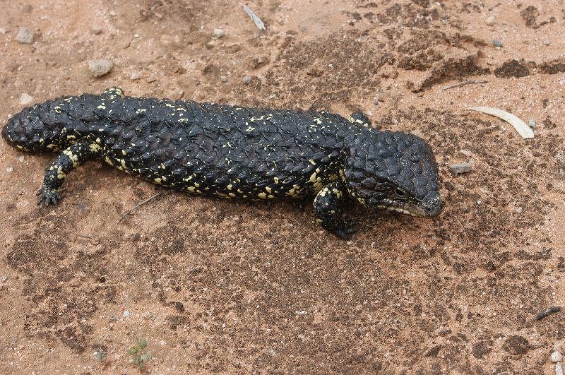 Shingleback__Tiliqua_rugosa__022.jpg