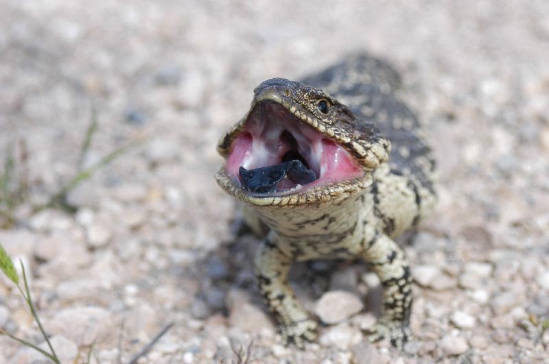 Shingleback__Tiliqua_rugosa__023.jpg