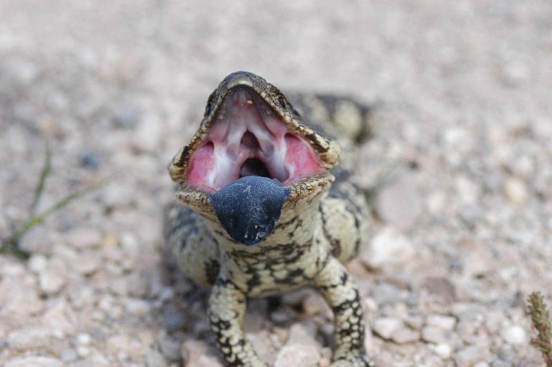 Shingleback__Tiliqua_rugosa__024.jpg