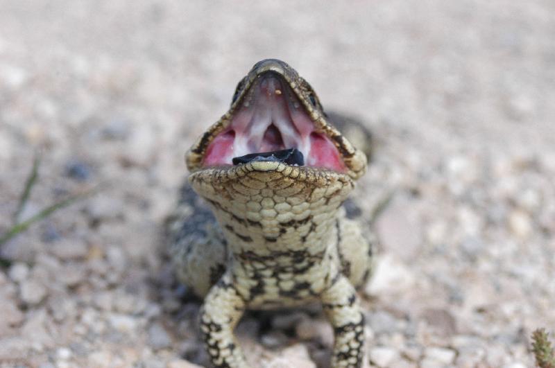 Shingleback__Tiliqua_rugosa__025.jpg