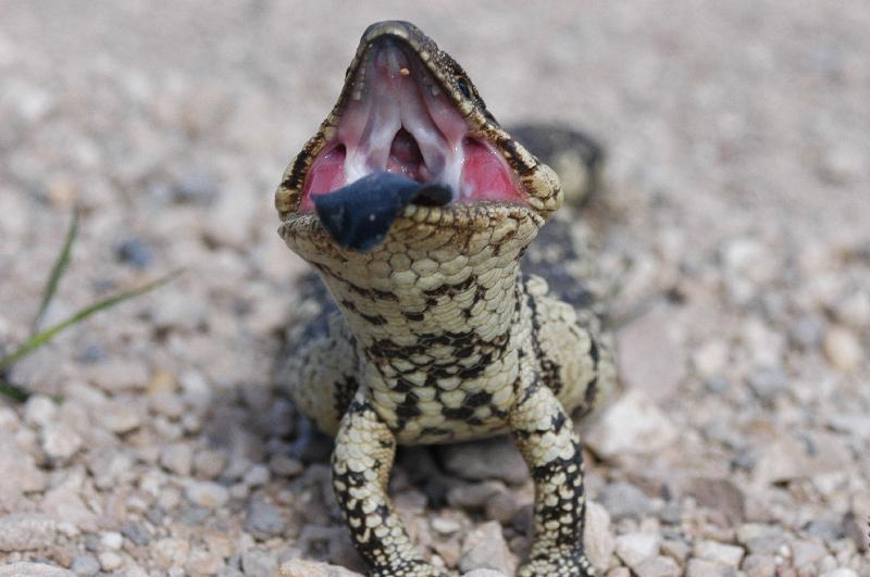 Shingleback__Tiliqua_rugosa__026.jpg