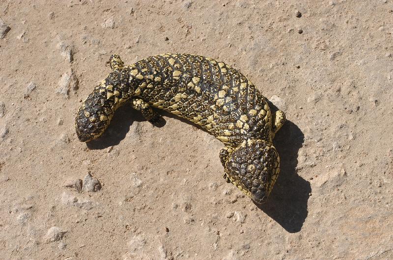 Shingleback__Tiliqua_rugosa__027.jpg