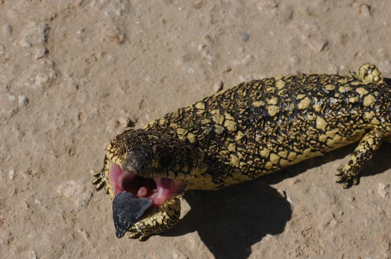 Shingleback__Tiliqua_rugosa__028.jpg