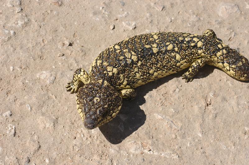 Shingleback__Tiliqua_rugosa__029.jpg