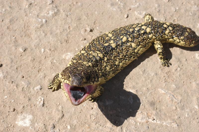 Shingleback__Tiliqua_rugosa__030.jpg