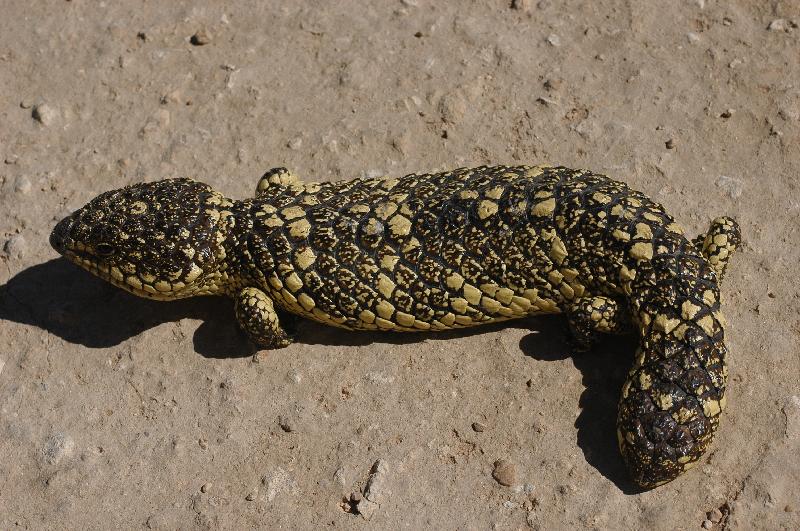 Shingleback__Tiliqua_rugosa__031.jpg