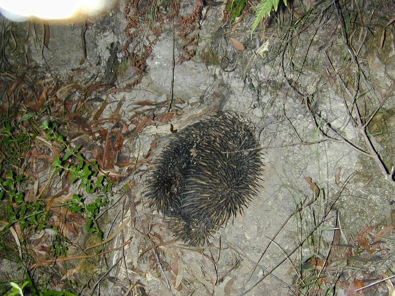 Short-Beaked_Echidna__Tachyglossus_aculeatus__002.jpg