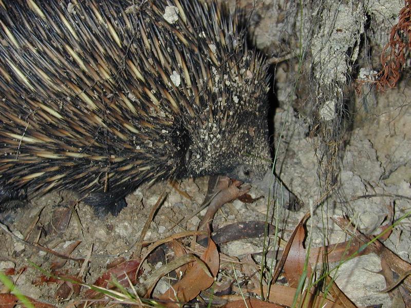 Short-Beaked_Echidna__Tachyglossus_aculeatus__003.jpg