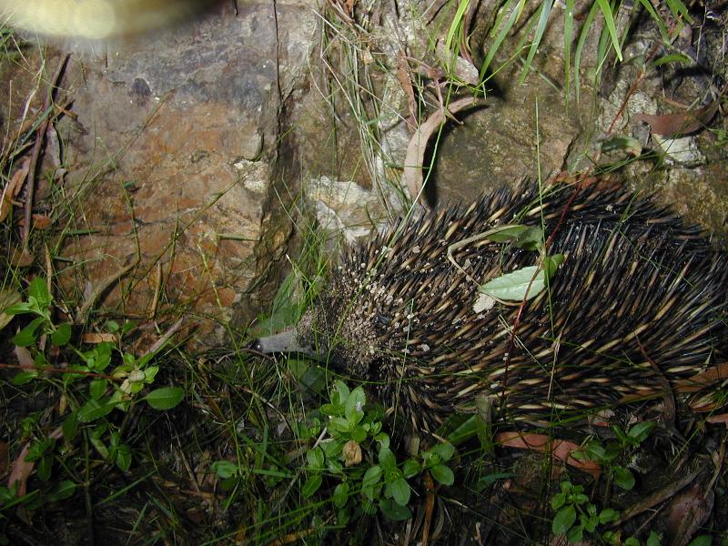 Short-Beaked_Echidna__Tachyglossus_aculeatus__004.jpg