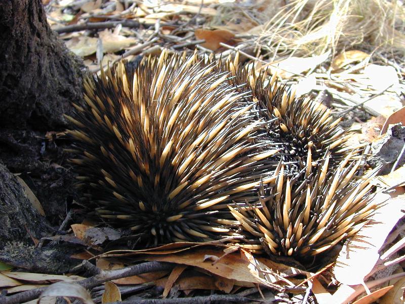 Short-Beaked_Echidna__Tachyglossus_aculeatus__005.jpg