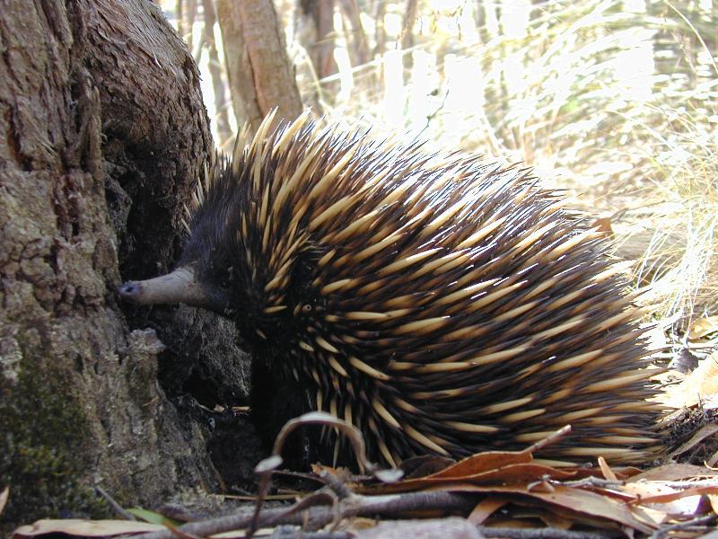 Short-Beaked_Echidna__Tachyglossus_aculeatus__006.jpg