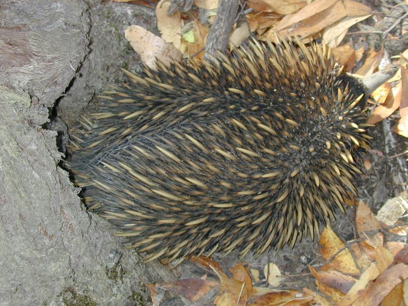 Short-Beaked_Echidna__Tachyglossus_aculeatus__007.jpg