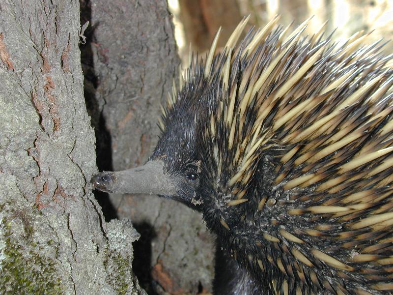 Short-Beaked_Echidna__Tachyglossus_aculeatus__008.jpg