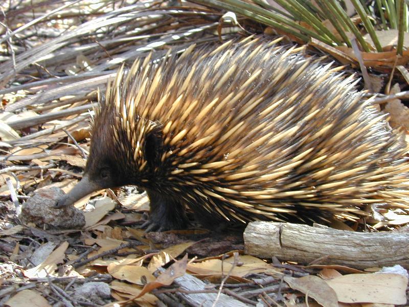 Short-Beaked_Echidna__Tachyglossus_aculeatus__009.jpg