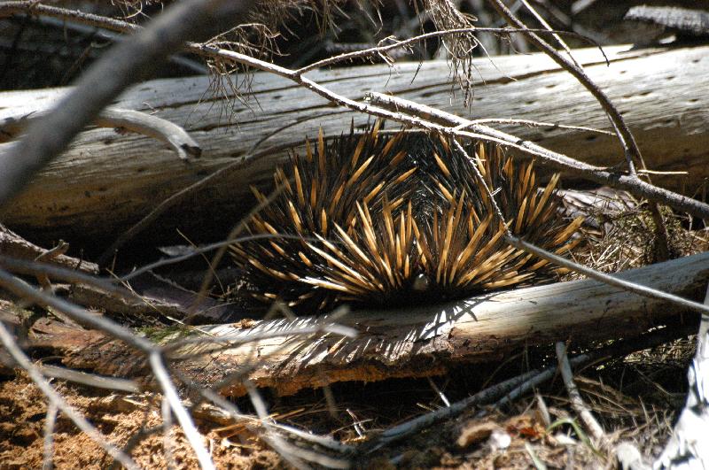 Short-Beaked_Echidna__Tachyglossus_aculeatus__010.jpg