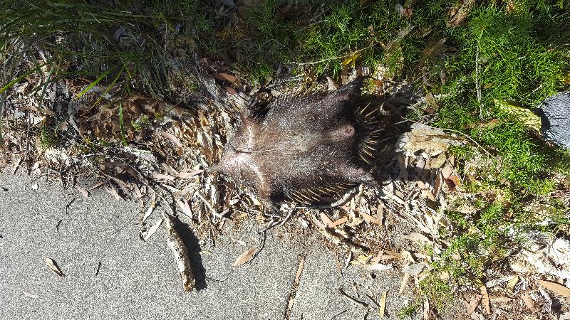 Short-Beaked_Echidna__Tachyglossus_aculeatus__011.jpg