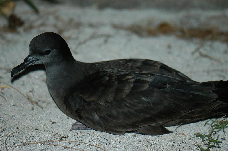 Short-tailed_Shearwater__Ardenna_tenuirostris__002.jpg