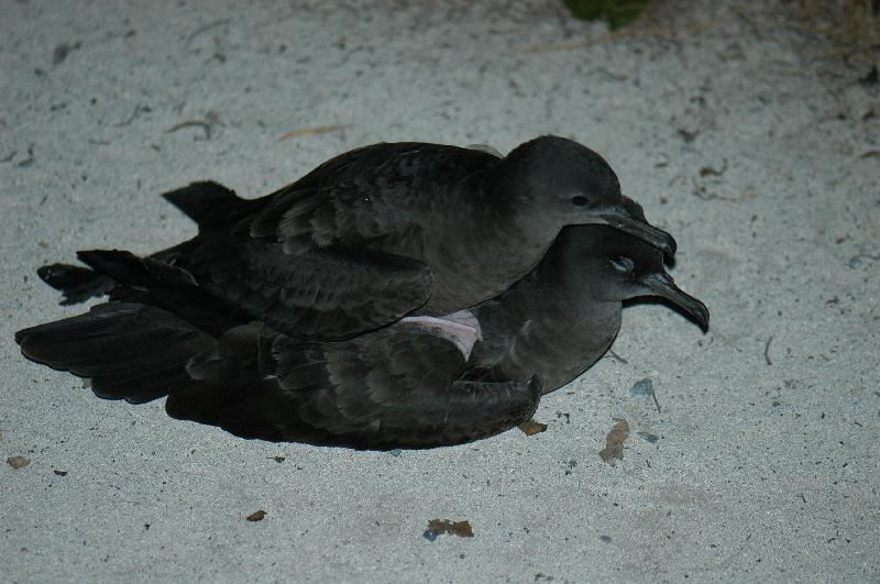 Short-tailed_Shearwater__Ardenna_tenuirostris__003.jpg