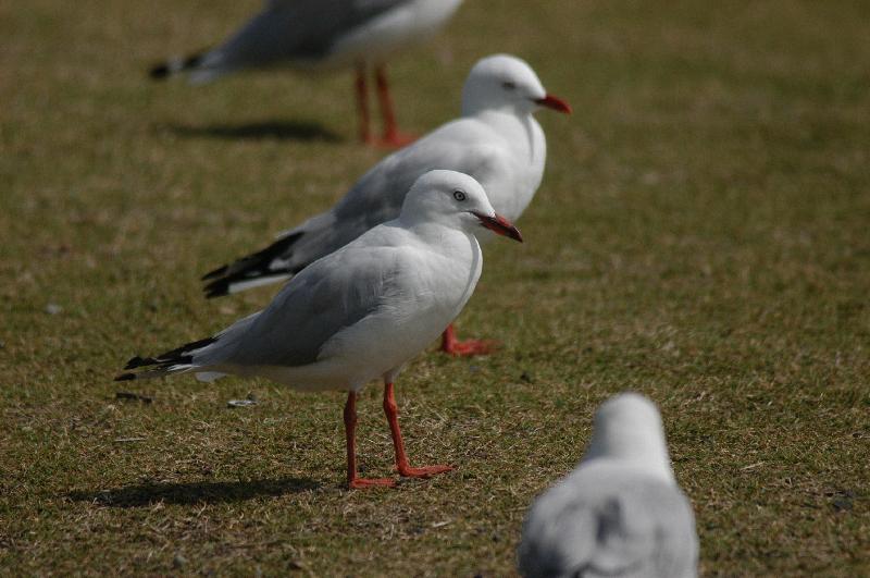 Silver_Gull__Chroicocephalus_novaehollandiae__001.jpg