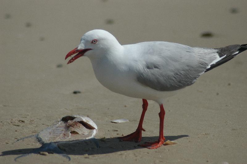 Silver_Gull__Chroicocephalus_novaehollandiae__002.jpg