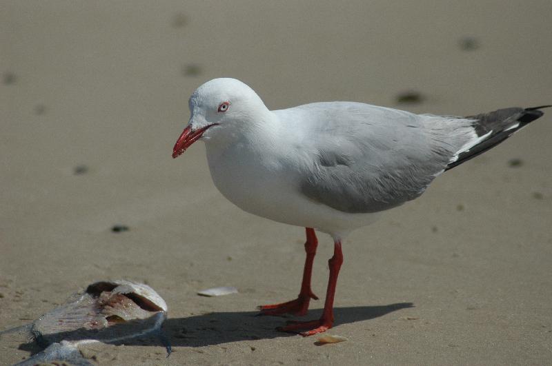 Silver_Gull__Chroicocephalus_novaehollandiae__003.jpg