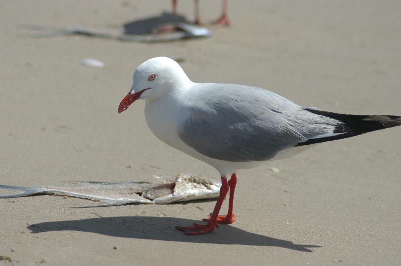 Silver_Gull__Chroicocephalus_novaehollandiae__004.jpg