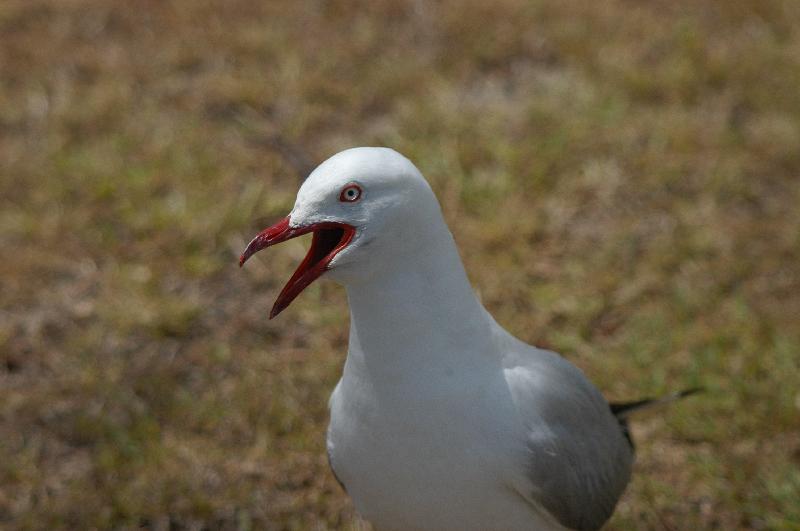 Silver_Gull__Chroicocephalus_novaehollandiae__006.jpg