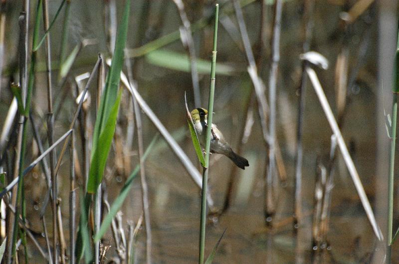 Silvereye__Zosterops_lateralis__002.jpg