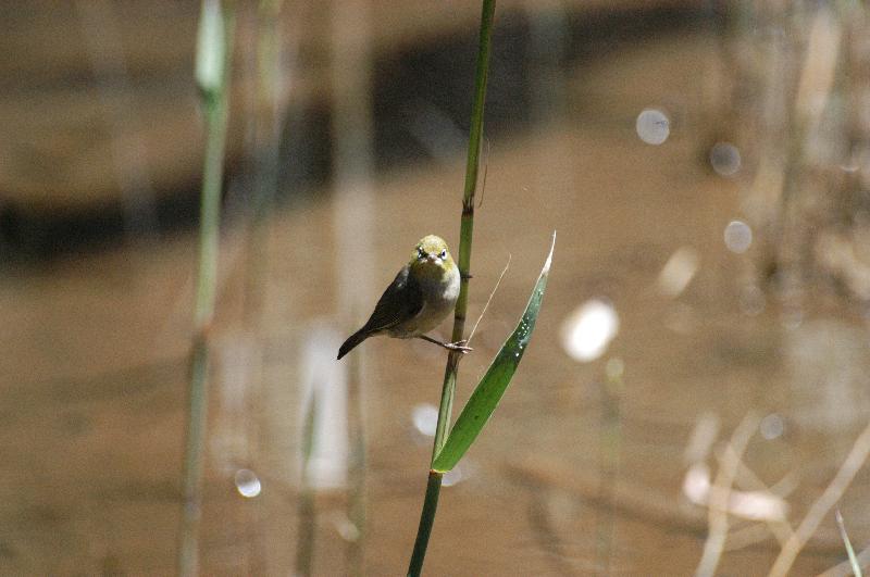 Silvereye__Zosterops_lateralis__003.jpg