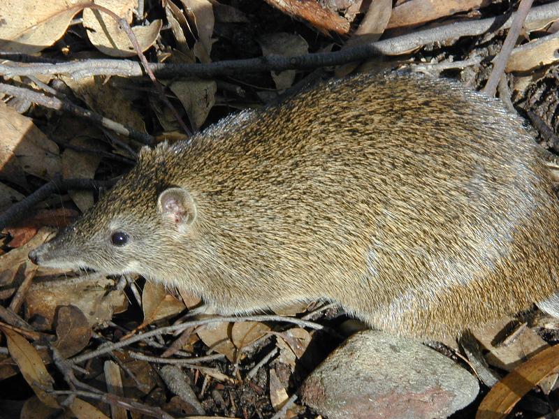 Southern_Brown_Bandicoot__Isoodon_obesulus__001.jpg