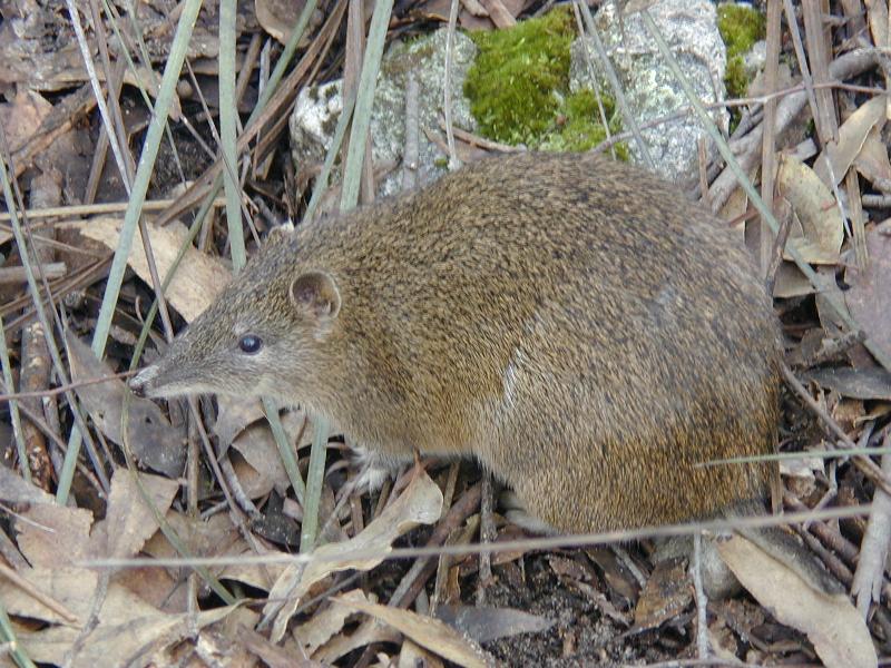 Southern_Brown_Bandicoot__Isoodon_obesulus__002.jpg