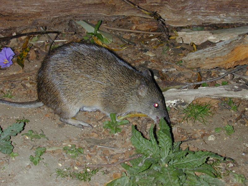 Southern_Brown_Bandicoot__Isoodon_obesulus__003.jpg