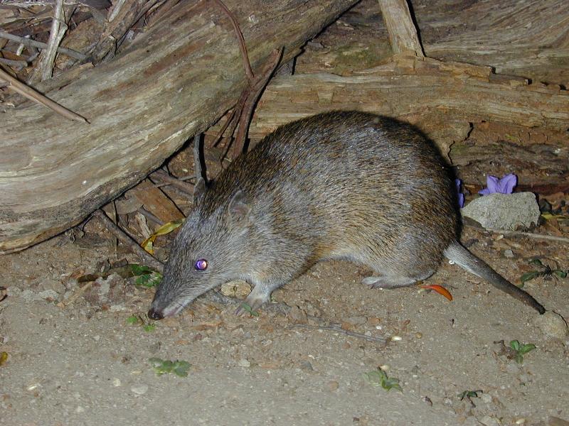 Southern_Brown_Bandicoot__Isoodon_obesulus__004.jpg