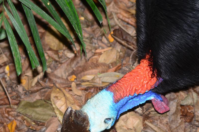 Southern_Cassowary__Casuarius_casuarius__002.jpg