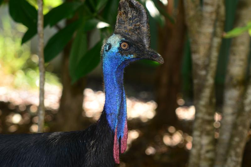 Southern_Cassowary__Casuarius_casuarius__005.jpg