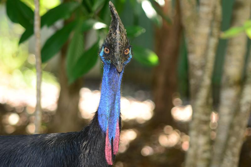 Southern_Cassowary__Casuarius_casuarius__006.jpg