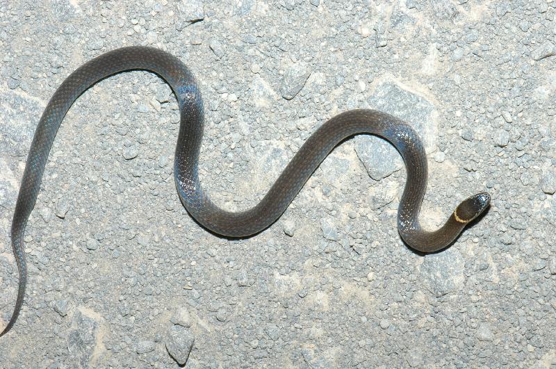 Southern_Dwarf_Crowned_Snake__Cacophis_krefftii__003.jpg