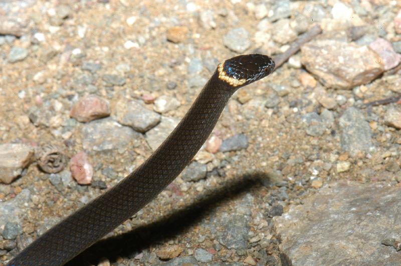 Southern_Dwarf_Crowned_Snake__Cacophis_krefftii__004.jpg