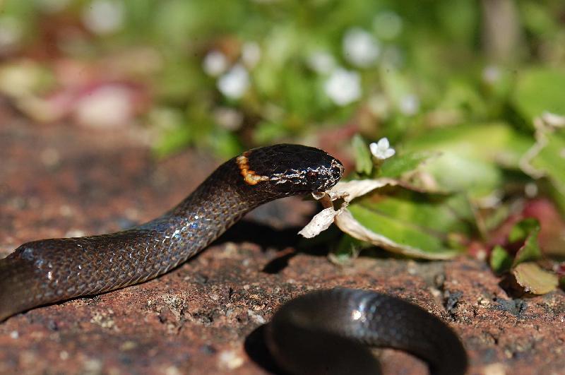 Southern_Dwarf_Crowned_Snake__Cacophis_krefftii__006.jpg