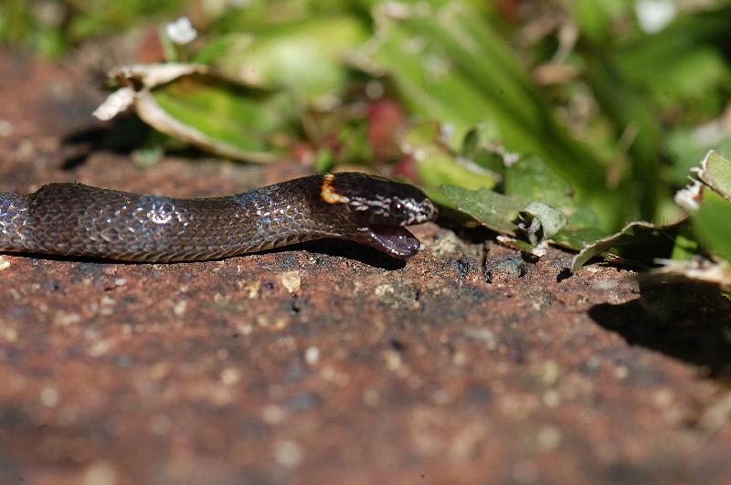 Southern_Dwarf_Crowned_Snake__Cacophis_krefftii__007.jpg