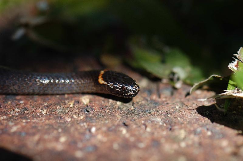 Southern_Dwarf_Crowned_Snake__Cacophis_krefftii__008.jpg