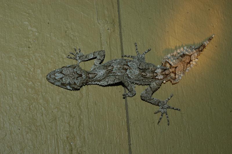 Southern_Leaf-Tailed_Gecko__Saltuarius_swaini__005.jpg