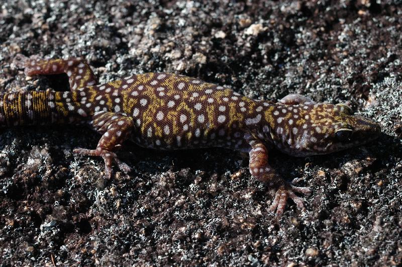 Southern_Spotted_Velvet_Gecko__Oedura_tryoni__001.jpg