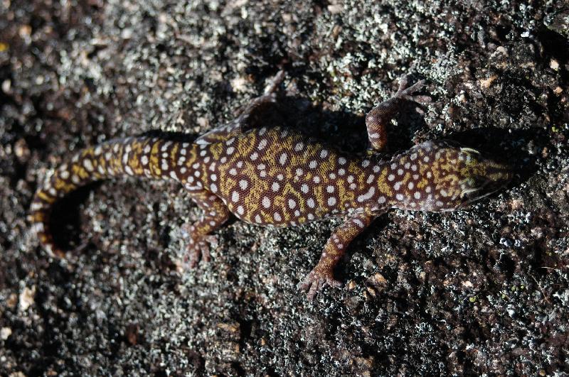 Southern_Spotted_Velvet_Gecko__Oedura_tryoni__002.jpg