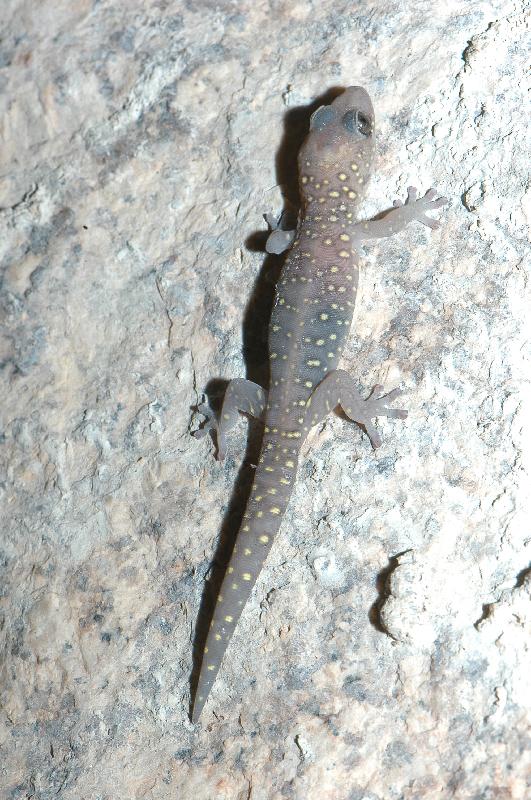 Southern_Spotted_Velvet_Gecko__Oedura_tryoni__003.jpg