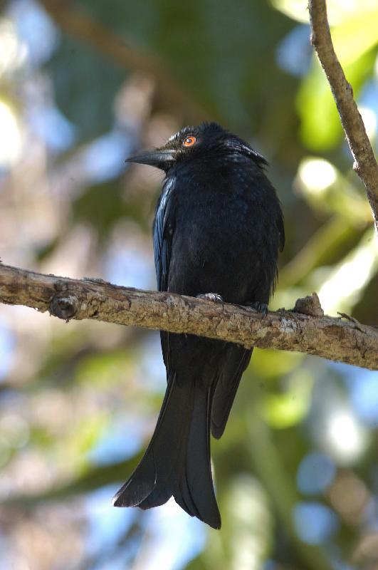 Spangled_Drongo__Dicrurus_bracteatus__001.jpg