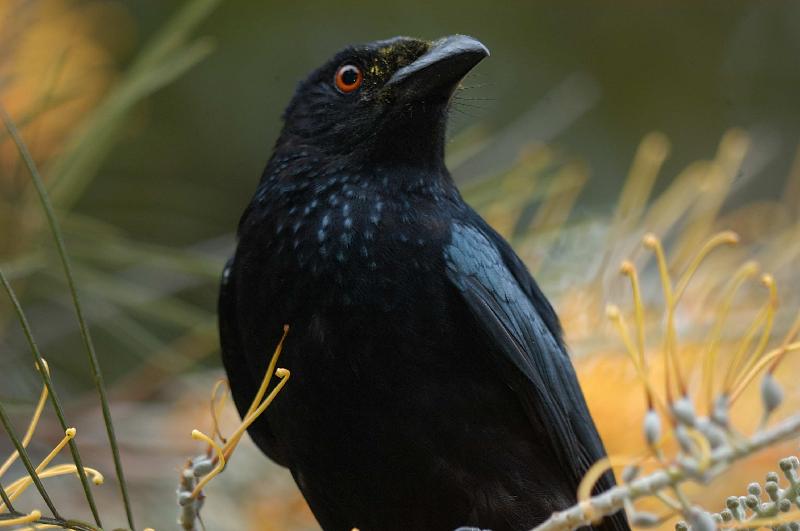 Spangled_Drongo__Dicrurus_bracteatus__002.jpg