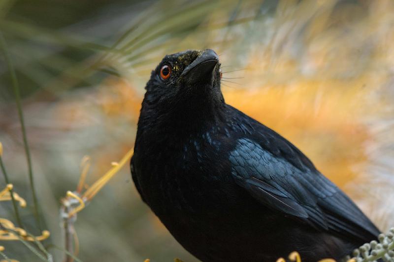 Spangled_Drongo__Dicrurus_bracteatus__003.jpg